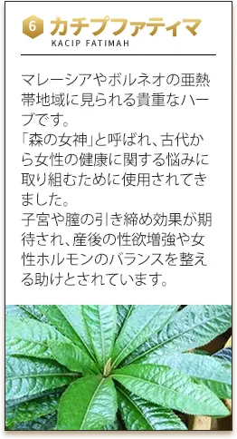 カチプファティマ　マレーシアやボルネオの亜熱帯地域に見られる貴重なハーブです。「森の女神」と呼ばれ、古代から女性の健康に関する悩みに取り組むために使用されてきました。子宮や膣の引き締め効果が期待され、産後の性欲増強や女性ホルモンのバランスを整える助けとされています。